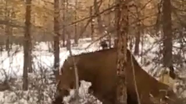 Охота на сахатого смотреть онлайн