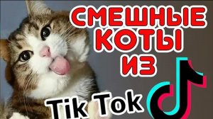 Коты 2023 смешные котики. Приколы с котами до слез. Я СМЕЯЛСЯ ПОЛЧАСА Funny cats tiktok