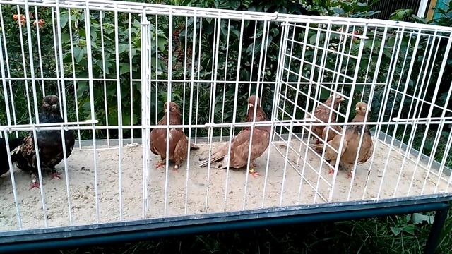 Принципы создания новых пород голубей.Что такое порода.