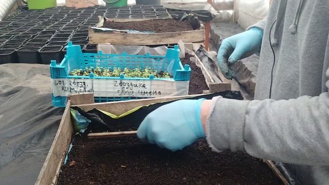 Понеслась. Промежуточная пикировка гвоздики Диана и ампельной виолы. смотреть онлайн