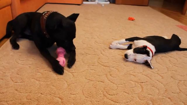 Приставучка Аделька смотреть онлайн