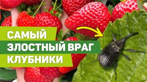 Долгоносик. Как правильно бороться с самым распространенным вредителем клубники