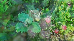 Земляника/ Интересные факты о землянике/ Wild Strawberry