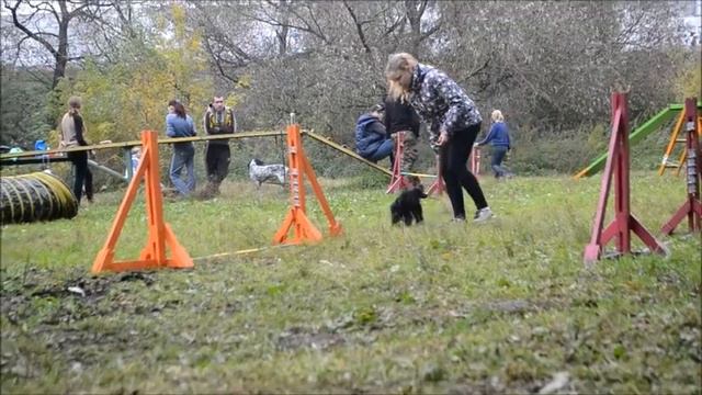 Азалия. Первые шаги в аджилити смотреть онлайн