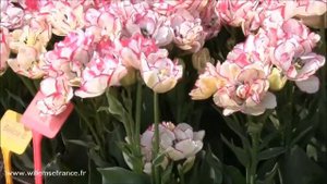 Tulipe double belicia Willemse
