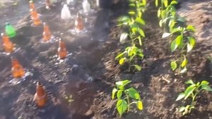 Как правильно высадить рассаду сладкого перца в открытый грунт.
