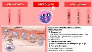 Кровь. Лимфа. Понятие о системе крови.