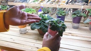 У фиалки ВЯНУТ ЛИСТЬЯ и ТЕРЯЕТСЯ УПРУГОСТЬ! В ЧЕМ может быть ПРИЧИНА?