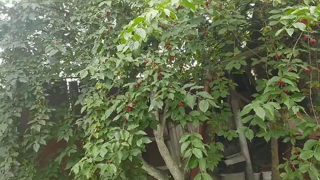 Кизил - мужская ягода. Шайтанова ягода. смотреть онлайн