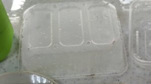 Пенстемон Гартвега. Посадка семен. Всходы и пикировка рассады. Развитие после пикировки. Апрель 202