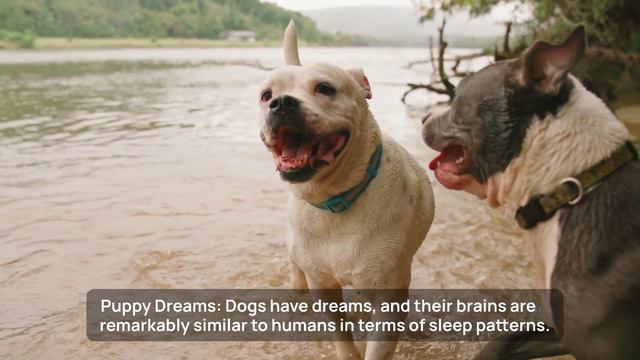 10 Fun Facts about Dogs!   10 ИНТЕРЕСНЫХ ФАКТОВ О СОБАКАХ!