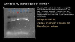 What caused such gel electrophoresis - explained