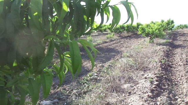 Обрезка персика в стране дураков. Ни А, ни Я. смотреть онлайн