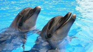 Дельфинарий  Dolphin Planet в Ярославле