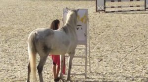 Рисующая лошадь Татьяны Носовой