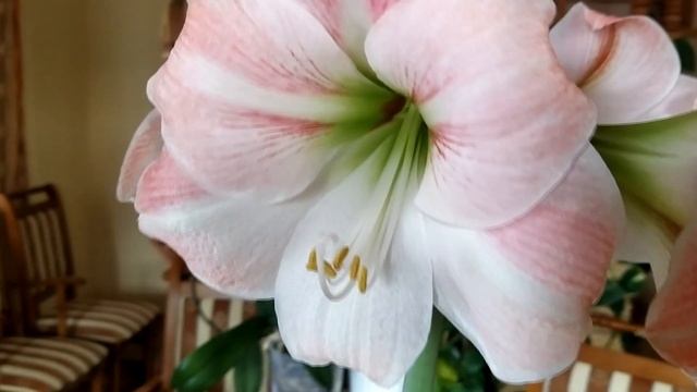 Красавец! Гиппеаструм или Амариллис-Вопрос? смотреть онлайн