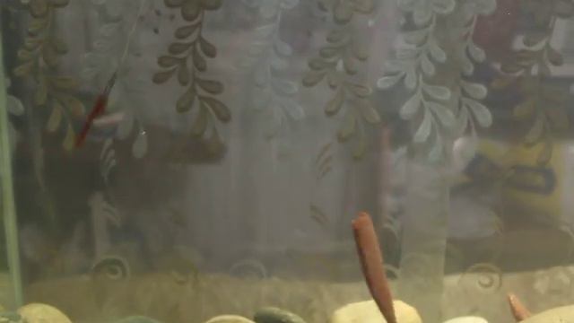 Boroda Baits Raptor Junior 2,5д  63 мм 450 00 руб смотреть онлайн