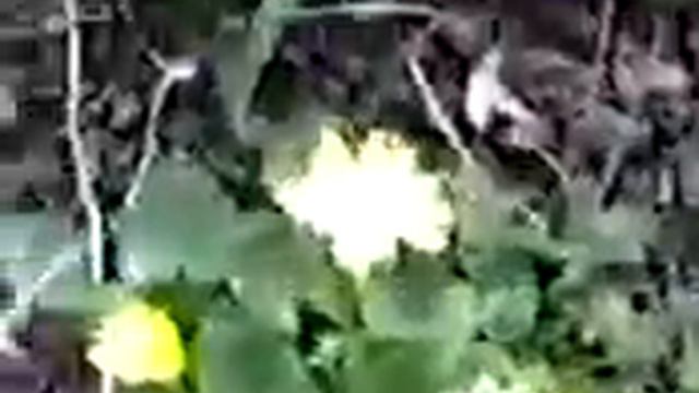 первоцветы март