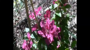 Clématite Ruutel by clematite.net - Spécialiste des plantes de jardin