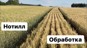 Но-тилл. В засуху наглядно.