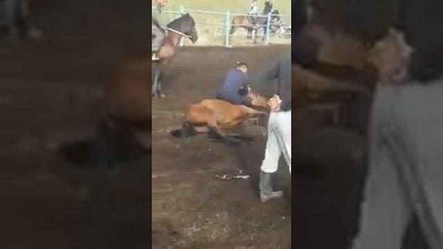 Казах объезжает лошадь смотреть онлайн