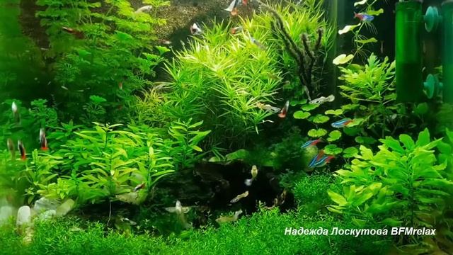 Relax deep sun, глубокий релакс и успокоение нервной системы медитация смотреть онлайн