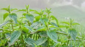 Почему жалит крапива?