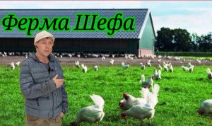 ФЕРМА ШЕФА