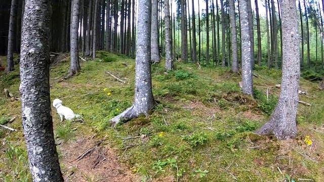 ГРИБЫ ПОШЛИ МАССОВО и в наших местах. В горы за ЛИСИЧКОЙ! ПОШЛИ ЛЕЧЕБНЫЕ ГРИБЫ в Карпатах!