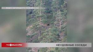 Медведи замечены всего в 4 километрах от Иркутска