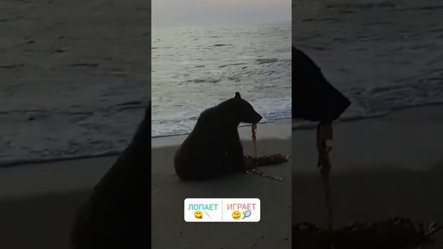 Медведь кушает водоросли