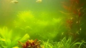 Эвглена (зеленая вода) в аквариуме.  Причины. Борьба.