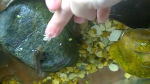 Илистый прыгун в домашнем аквариуме