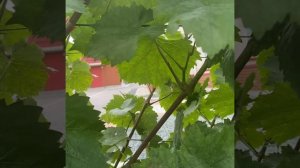 Виноград 🍇 в Удмуртии. Вызревание гроздей и лозы на 25.09.2022г.
