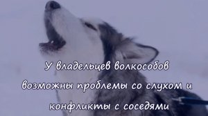 КТО ТАКИЕ ВОЛКОСОБЫ Волкособы — это 60 килограммов обаяния!  VOLKOSOB