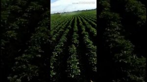 Полив картофеля