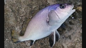 Первый горбыль этого отпуска. Рыбалка на Чёрном море