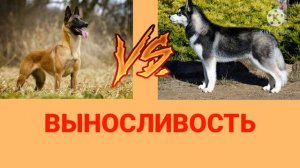 Малинуа против Хаски