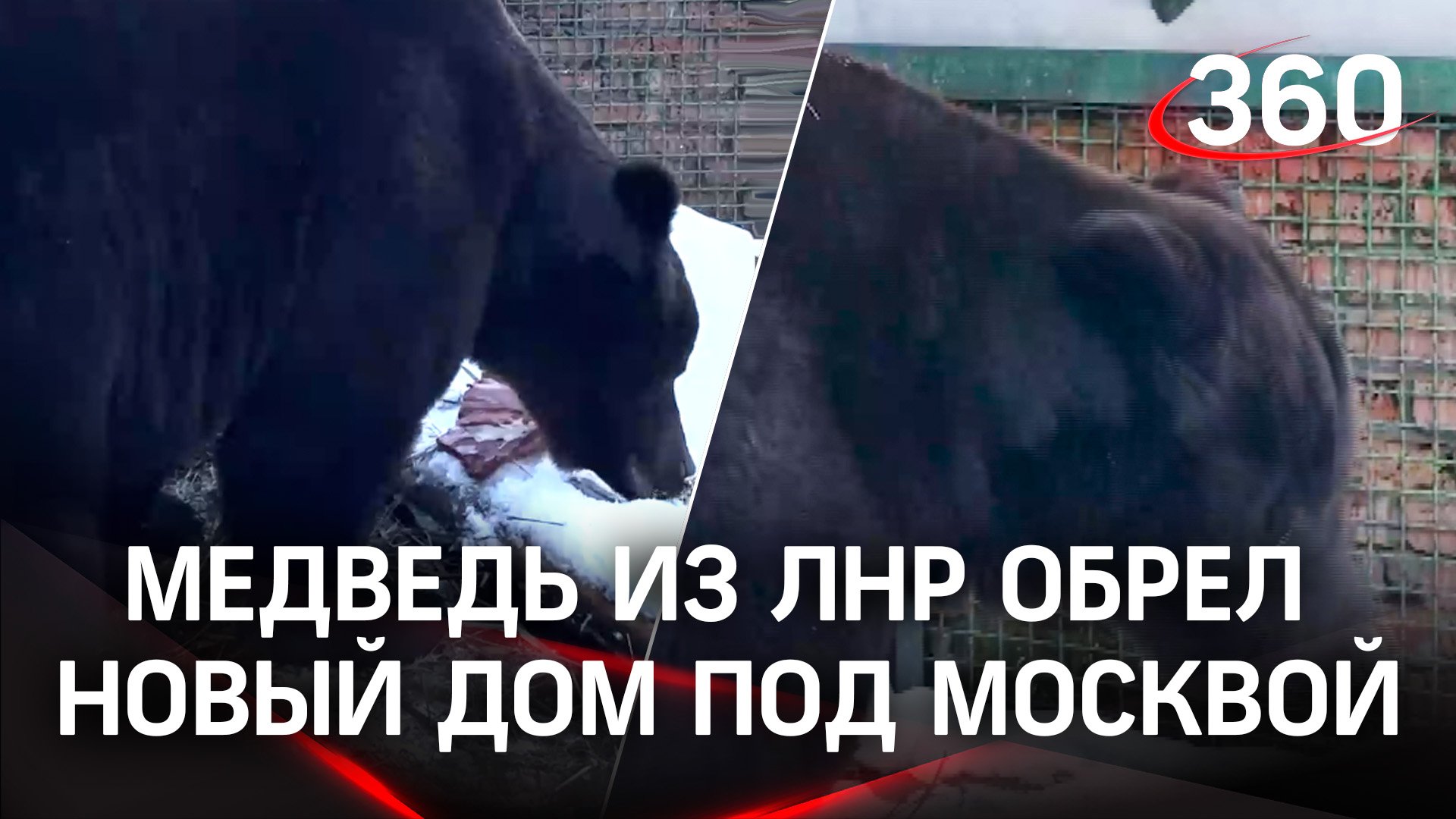 Новая жизнь медведя Грома из ЛНР