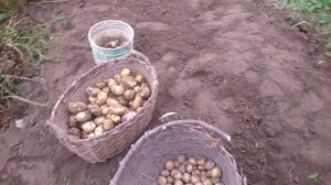 Копаем картошку