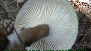 hygrophorus_camarophyllus.mpeg