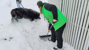 В курятник завезли опилки