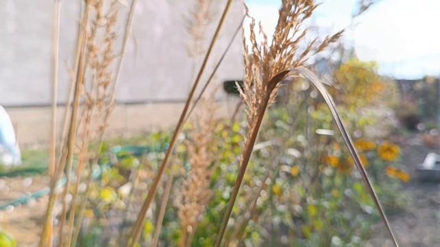 САМЫЕ КРАСИВЫЕ ЗЛАКИ для осеннего сада ? ТОП-15 смотреть онлайн