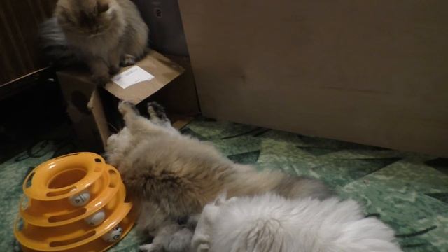 Маленькая девочка котенок похожа на гепарда смотреть онлайн