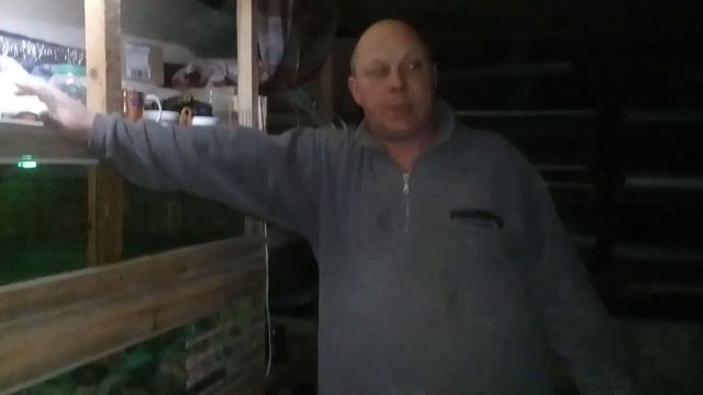 Ответы на вопросы.вес перепела в 20 дней.вес маточьного в 1 год