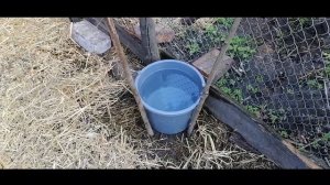Утро.Индюки в 4 месяца. Прикорм мешанкой из картофеля.