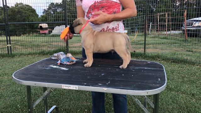 LonelyCreek Bullmastiff Sadie red boy смотреть онлайн