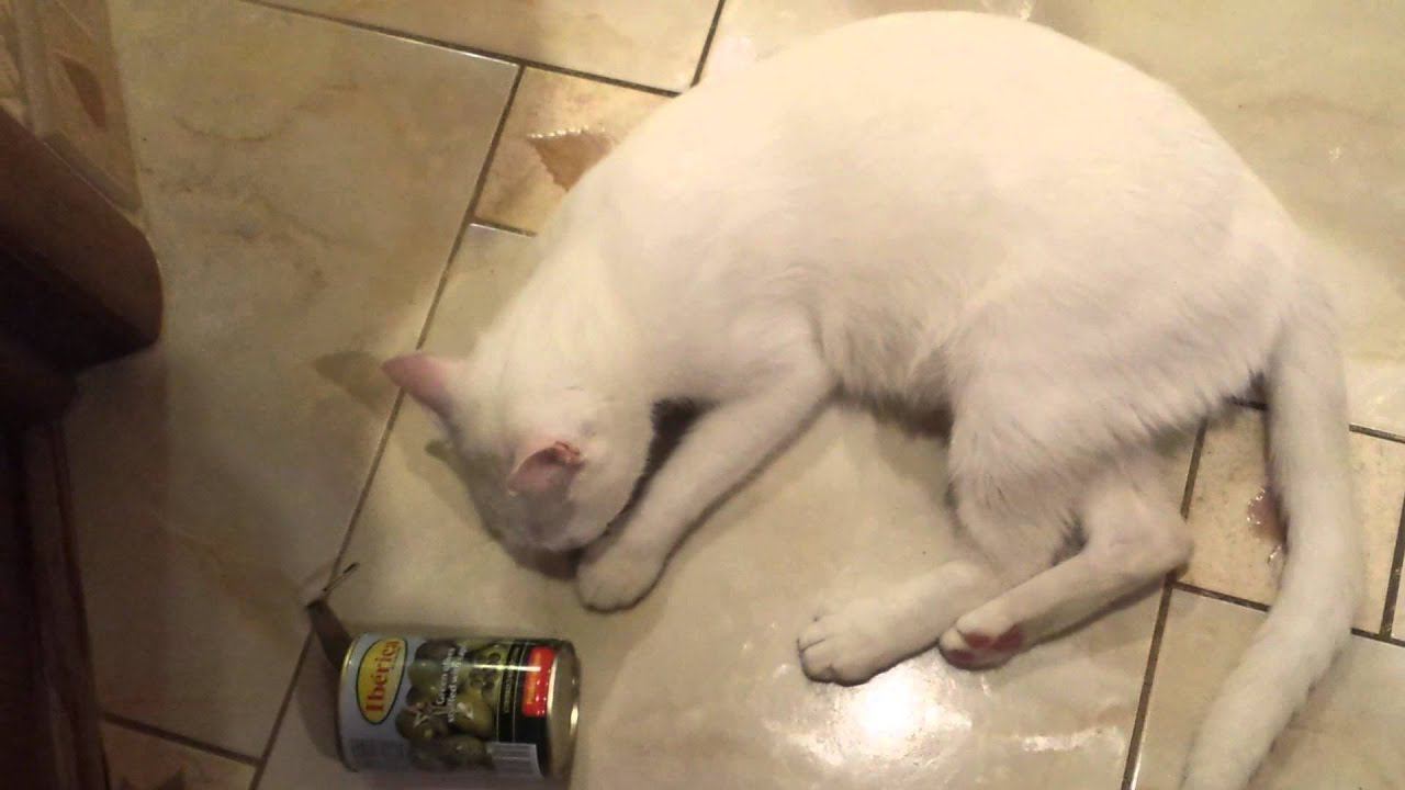 Кот и банка от оливок смотреть онлайн