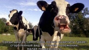 Нет жвачки у коровы: что делать