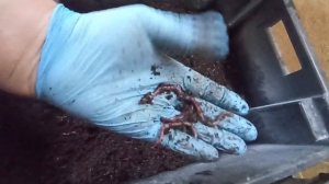 Как убрать влажность в ящике с червём. Способ 1.